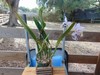 Cattleya mossiae var. coerulea FLOWERS 6" pot SPECIES LARGE PLANT 6/15/26 gallery