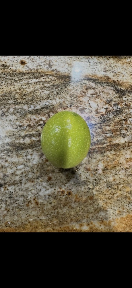 Qinmi No. 9" 钦蜜9号 黄金百香果 passion fruit Vine Cutting 10 To 15 Inch