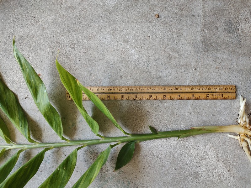 Zingiber Mioga 'Silver Arrow' (Variegated)/Variegated Ginger gallery