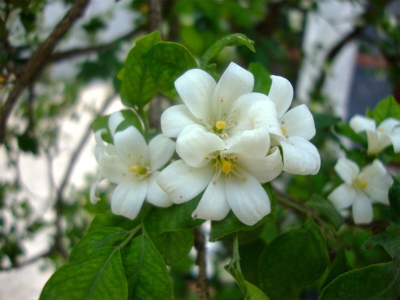 Murraya paniculata | Mock Orange Jasmine | Satinwood | 10_Seeds gallery