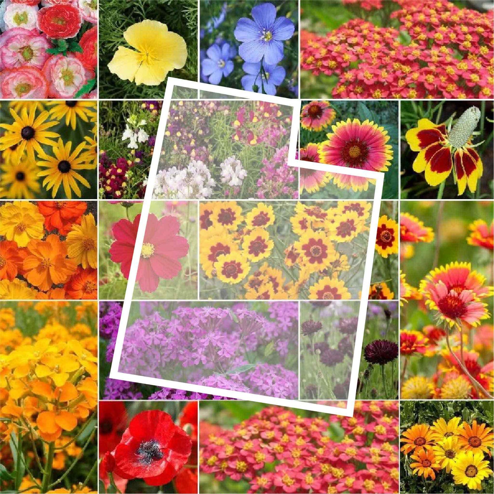 Wildflower UTAH State Flower Mix Perennials & Annuals USA Non-GMO 1000 Seeds! gallery