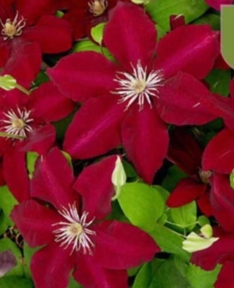 20 SEEDS For Deep Red CLEMATIS rare flower exotic vine bush plant USA Seller gallery
