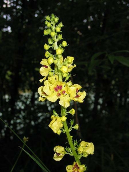 Verbascum nigrum | Dark or Black Mullein | 20 Seeds gallery