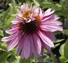 Doubledecker Purple Coneflower Echinacea Seeds ~ Echinacea Purpurea Doubledecker gallery