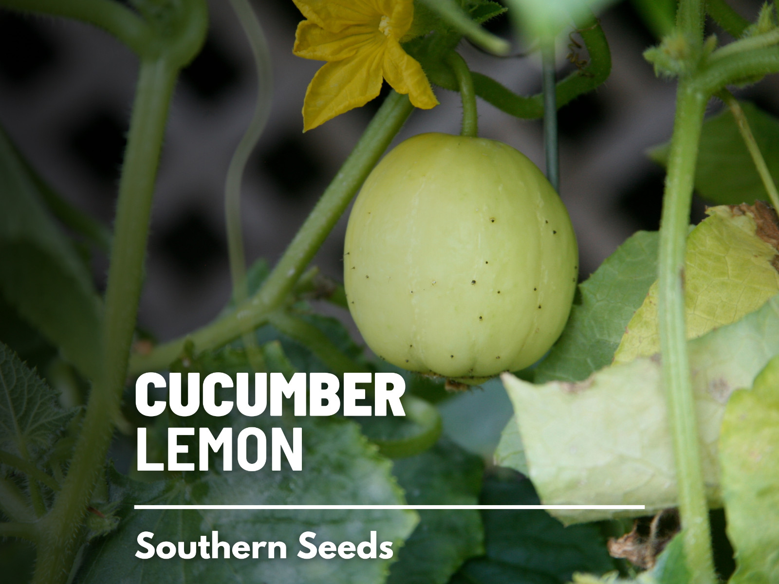 Cucumber, Lemon - 30 Seeds - Heirloom - GMO Free (Cucumis sativus) gallery