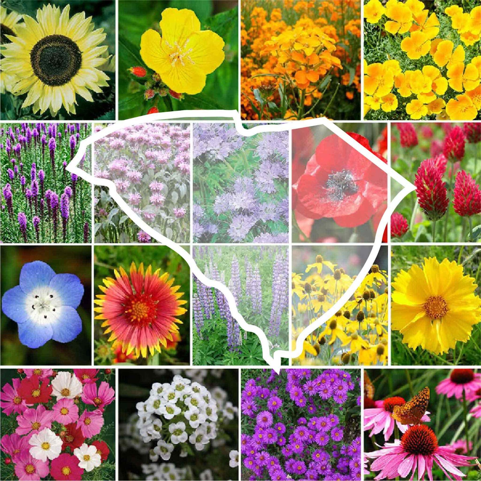 Wildflower SOUTH CAROLINA State Flower Mix Perennials Annuals Non-GMO 1000 Seeds gallery
