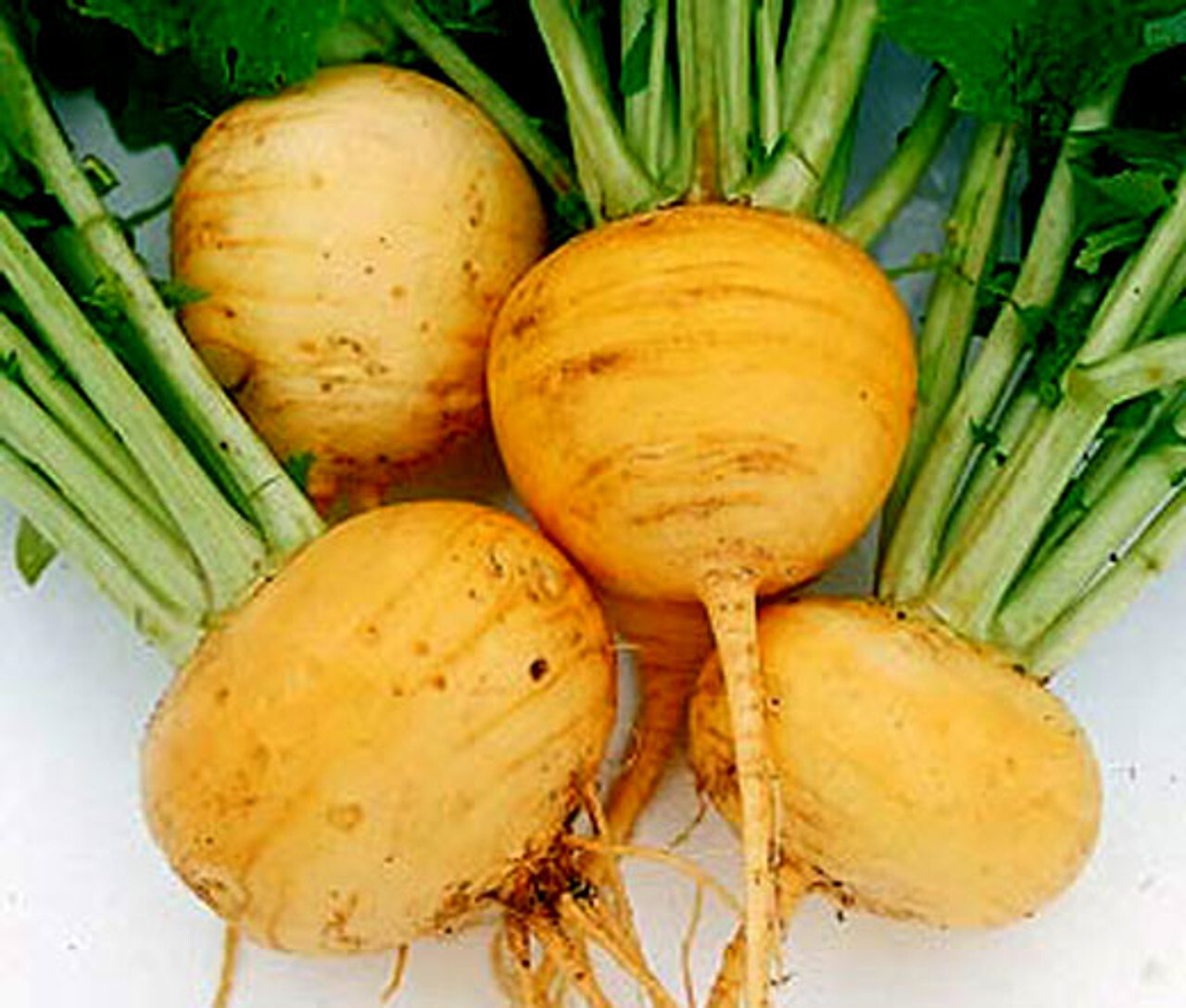 5000 TURNIP GOLDEN GLOBE SEEDS. NON - GMO. FRESH FOR 2024 GARDENS gallery
