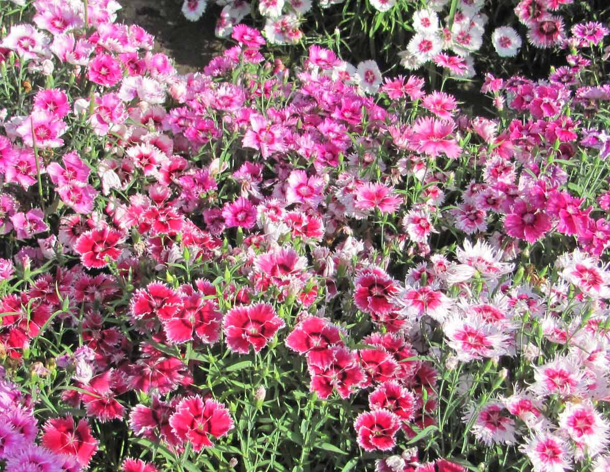1000 Seeds Sweet William Dianthus Large Bloom Mix Fragrant Cut Flower Garden USA gallery
