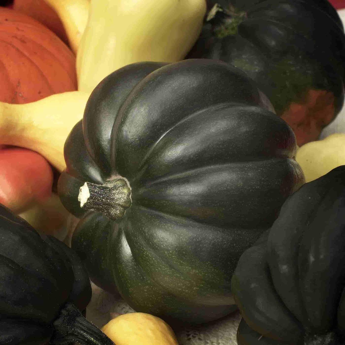 Table Queen Acorn Winter Squash Seeds, NON-GMO, Variety Sizes, FREE SHIPPING gallery