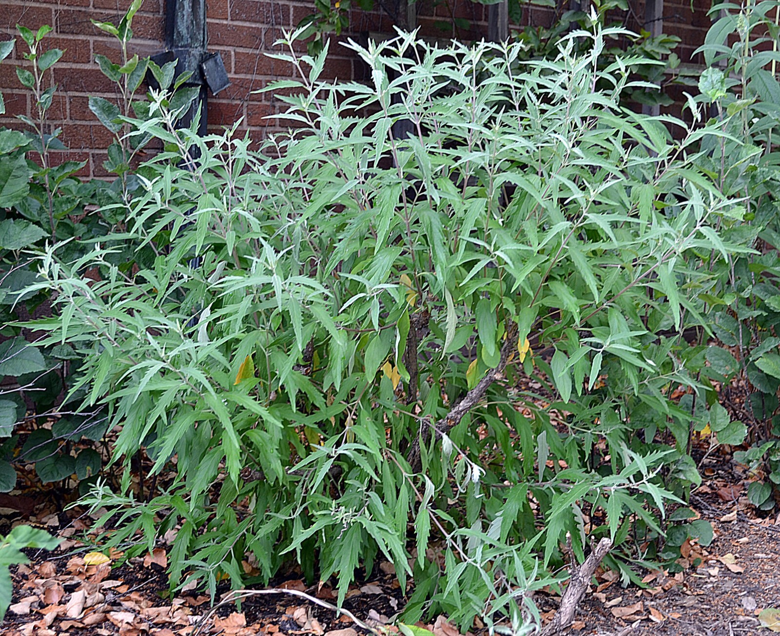 50 Seeds Bluebeard - Caryopteris clandonensis, deciduous shrub with Blue Flowers gallery