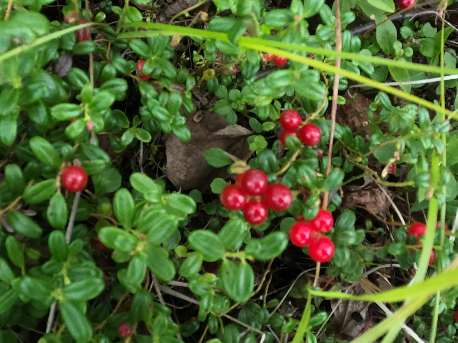 Vaccinium vitis-idaea /Lingonberry 4 Live Plant Rhizomes gallery