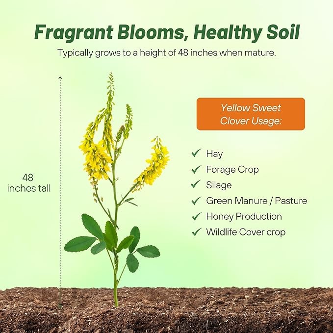 5 LBS - Inoculated Drought Tolerant Bulk Yellow Sweet Clover Seeds - Great gallery