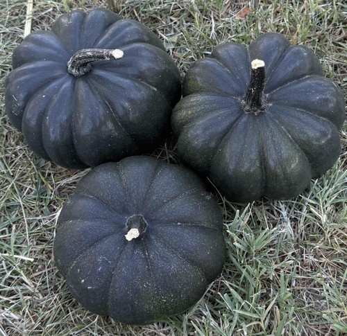 100 Midnight Treated Black Pumpkin Seeds – Rare Heirloom & High Germination gallery