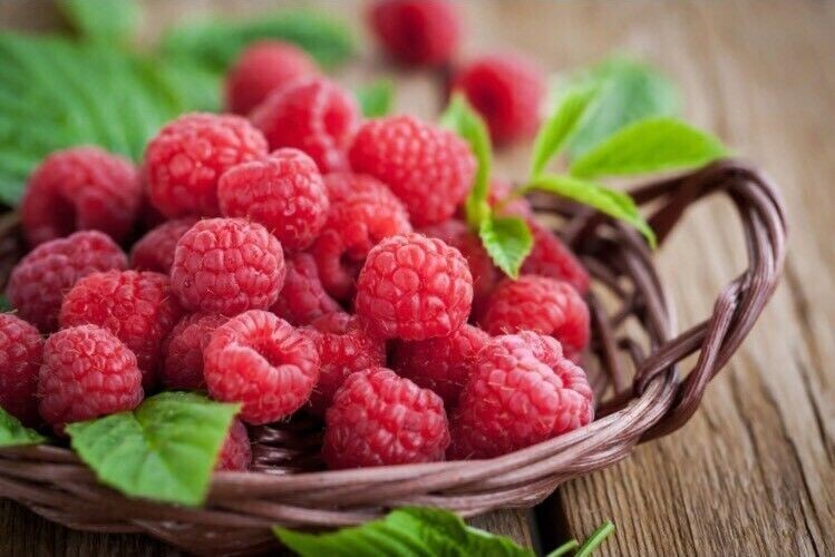 GIANT SWEET TULAMEEN RASPBERRY 100 SEEDS MEDICINAL ANTIOXIDANT FIBRE gallery