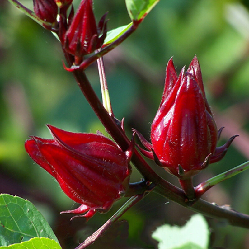 100 XRoselle Seeds/HIBISCUS SABDARIFFA/Jamaican Sorel/Rosella Fruit/Herb/Herbal gallery