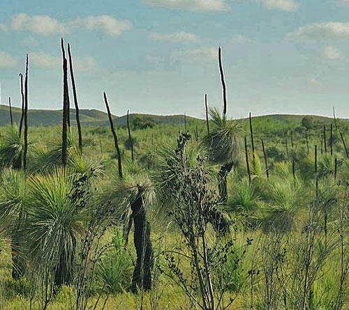 Xanthorrhoea preissii | Balga | Western Australian Grass Tree | 10 Seeds gallery