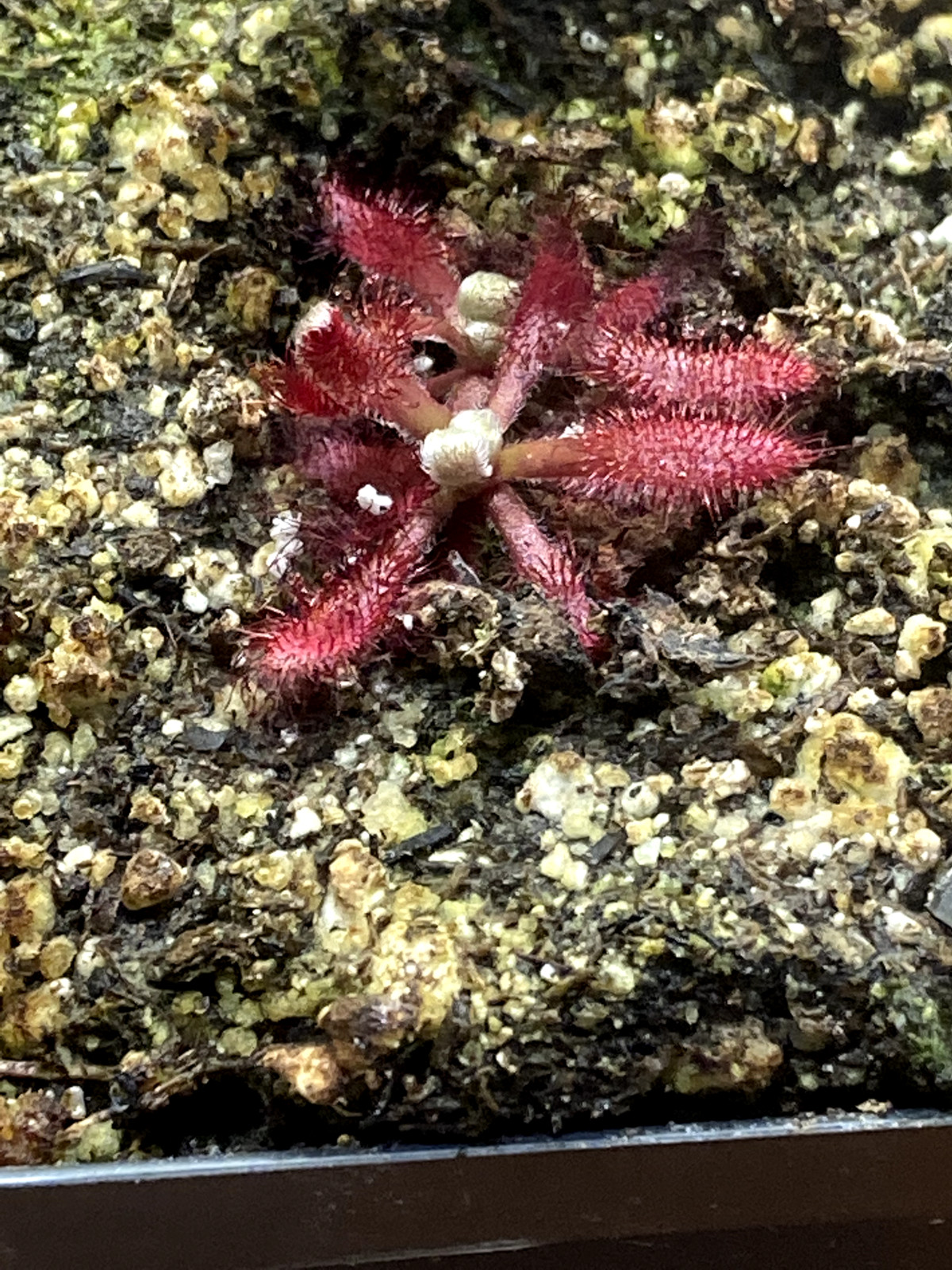 Drosera Ascendens {Sempre Vivas} - LIVE Carnivorous Plant, Sundew gallery