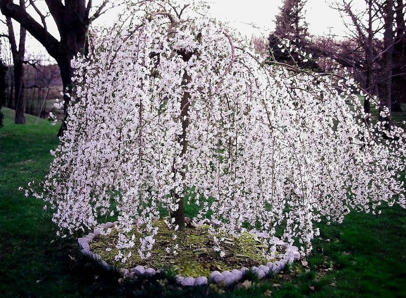 2 Weeping Cherry Trees 2.5" pot gallery