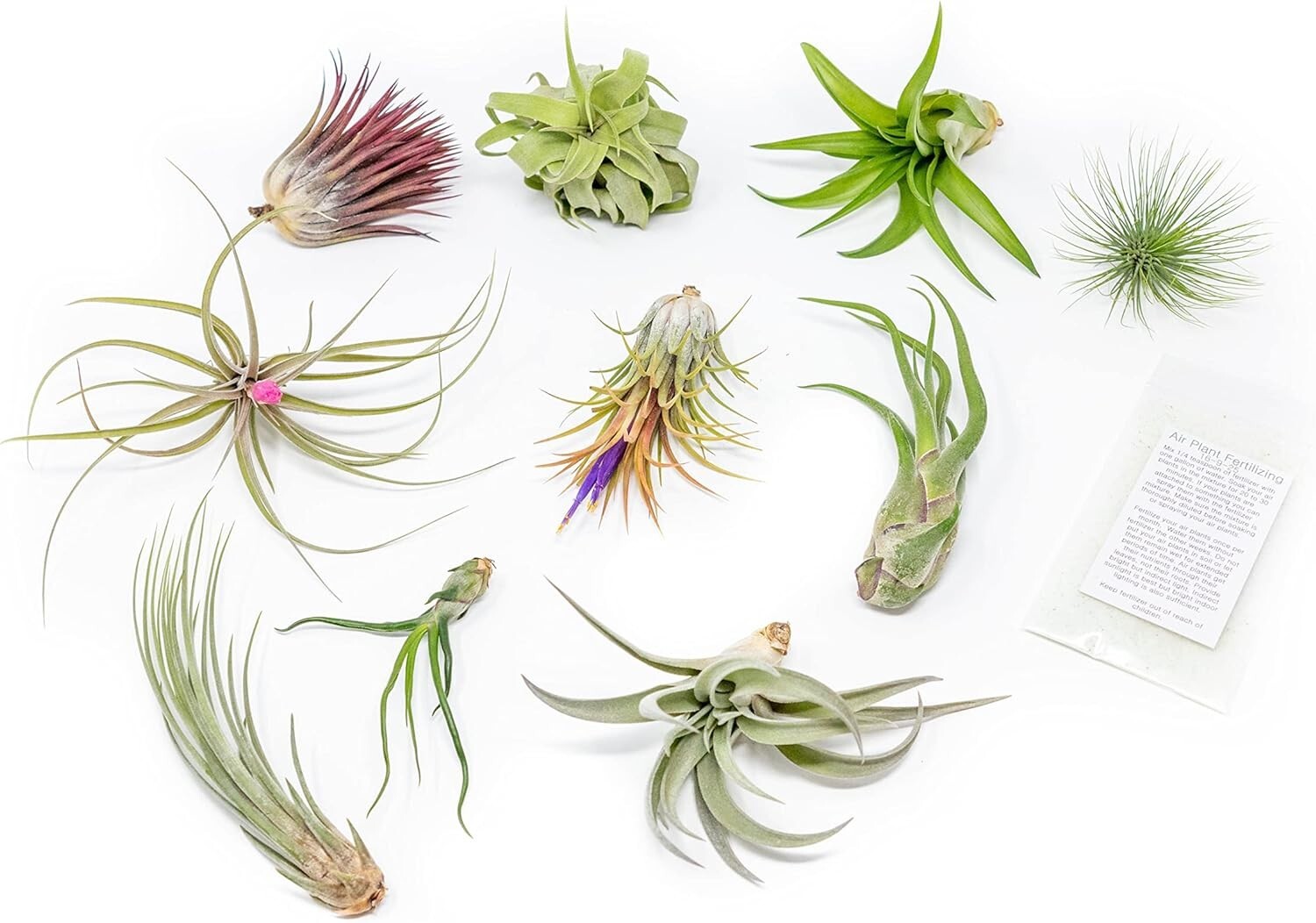 Grab Bag Small/Medium Air Plants & Fertilizer-Wholesale Tillandsia, Easy Care gallery