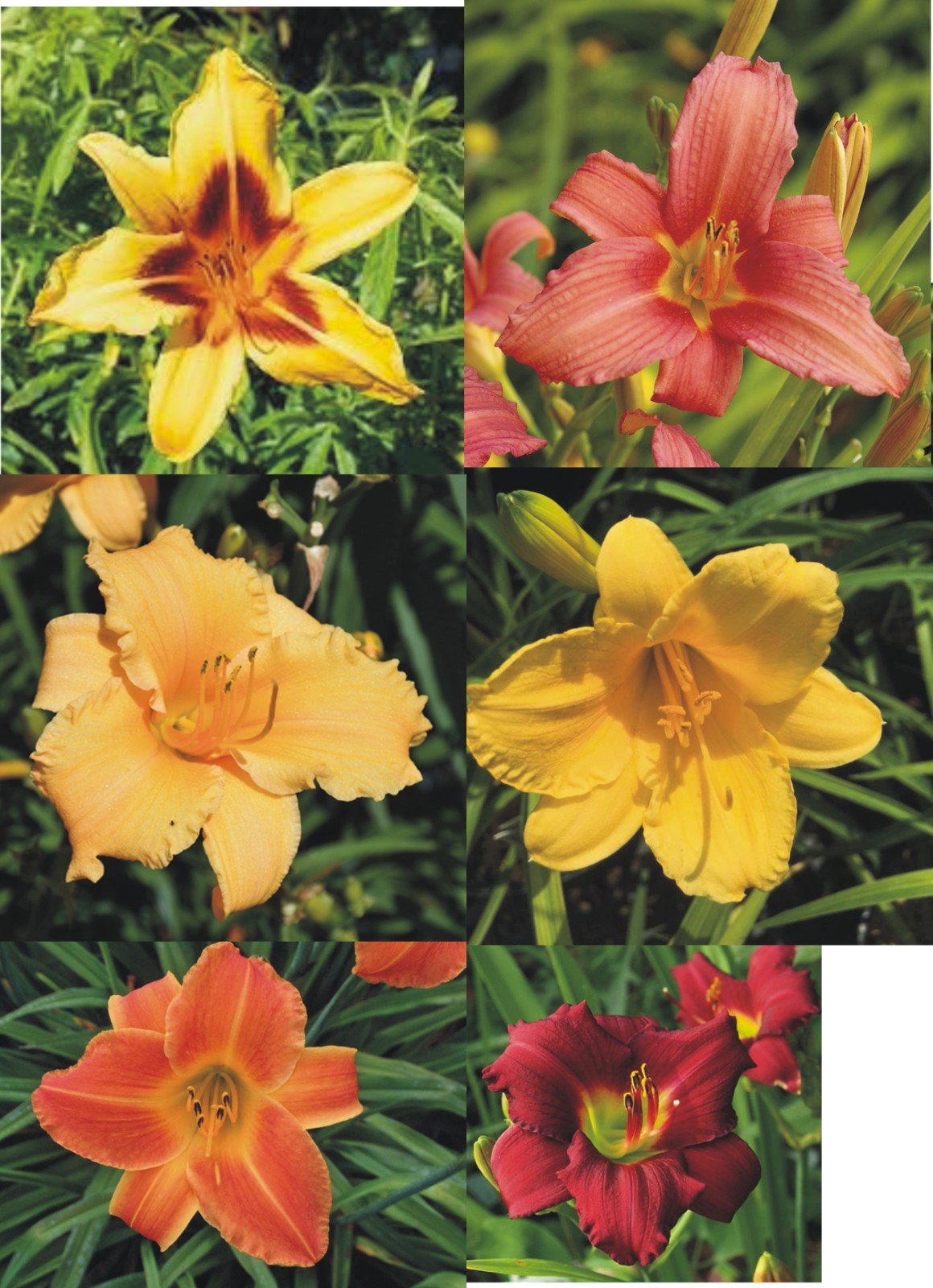 SIX All Different Colors Assortment Daylily Rooted Starter Plants gallery