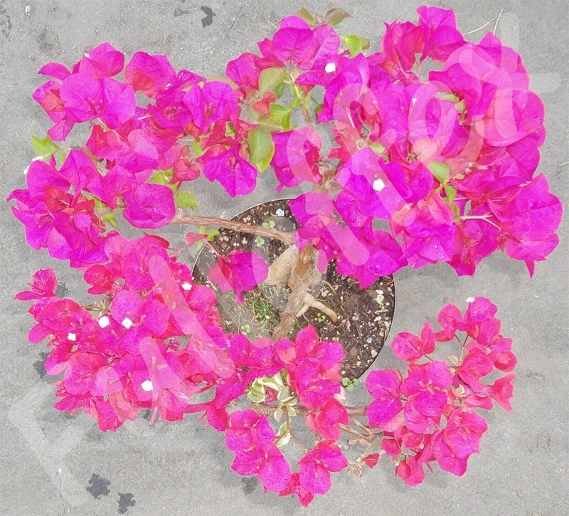 Variegated Bougainvillea Raspberry Ice Pre Bonsai Dwarf Kifu Nice Trunk Flowers gallery