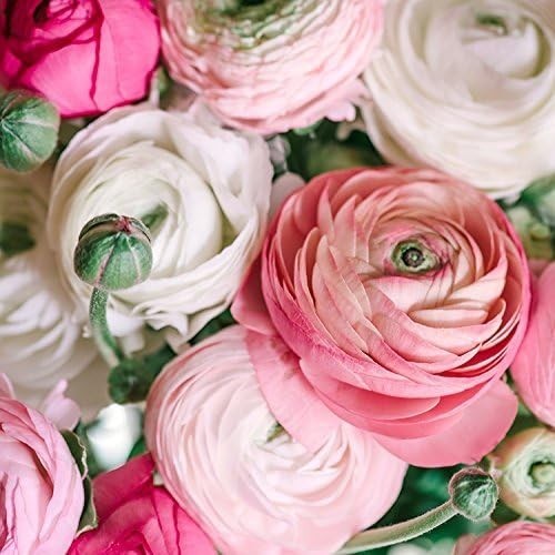 10 XL Heirloom Ranunculus Bulbs - Gorgeous Persian Buttercup Pastel Collection gallery