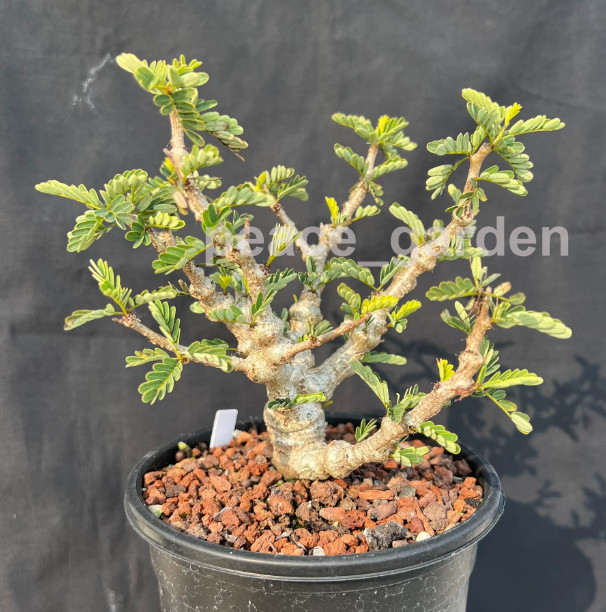 Senna meridionalis Roottuber Plant Succulent Garden Décor Boutique seedgrowth gallery