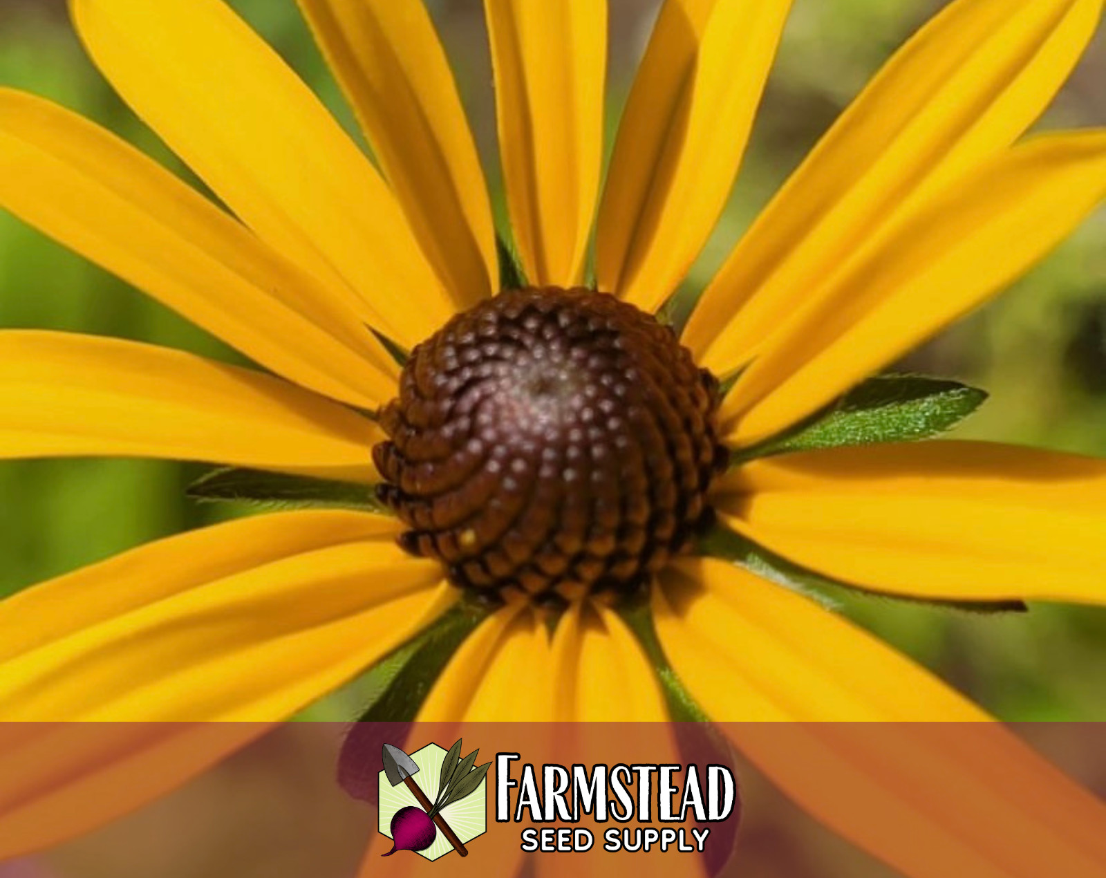 8,000+ Black Eyed Susan Seeds | Native Wildflower Gardening, Rudbeckia hirta gallery