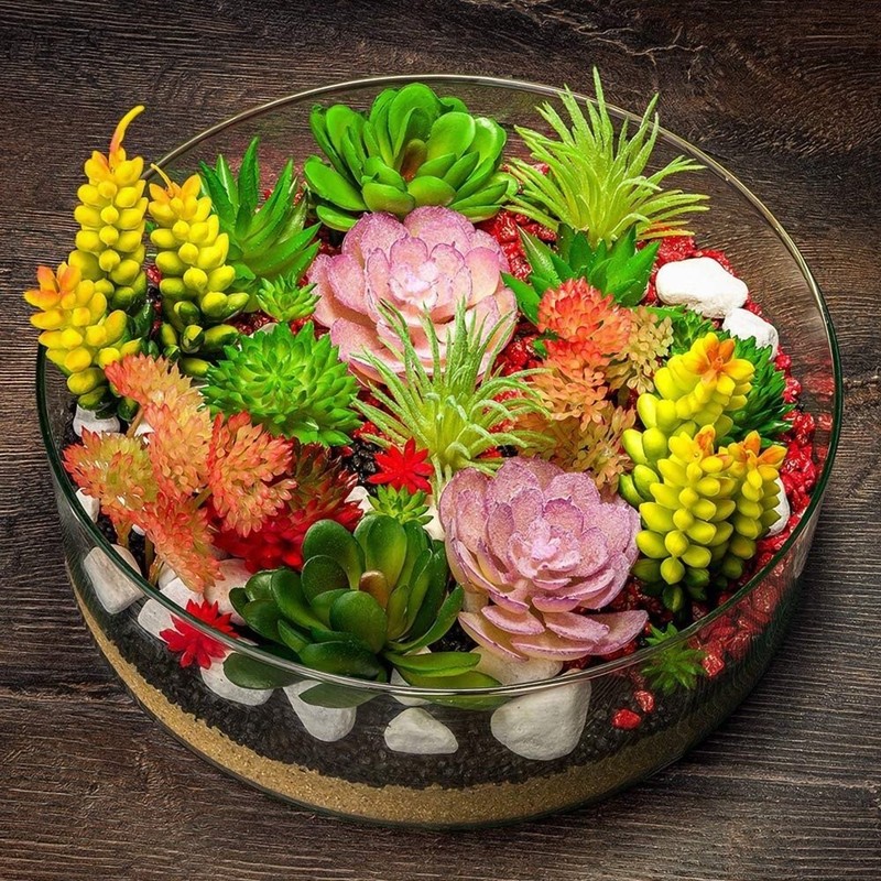 100pcs Mixed Rare Succulent Seeds, Mult-Color Indoor/Outdoor Plant gallery