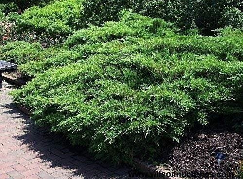 Kallay Juniper - Live Plants - Juniperus Chinensis - Drought Tolerant Cold... gallery