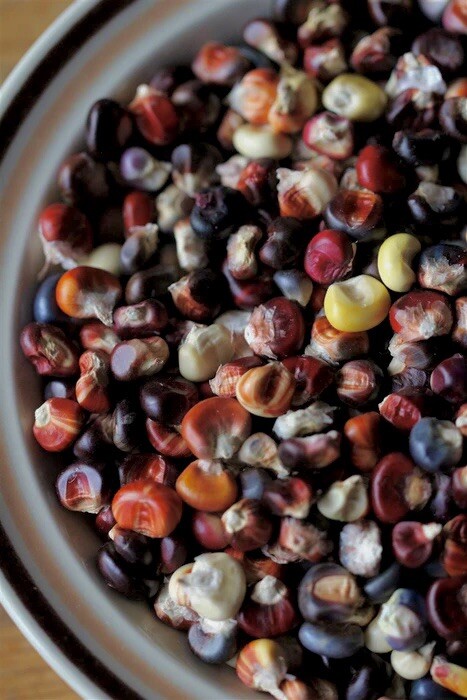 25 Painted Mountain Corn Seeds . Organic . Vibrant. Rare. Non Gmo. Annual . gallery