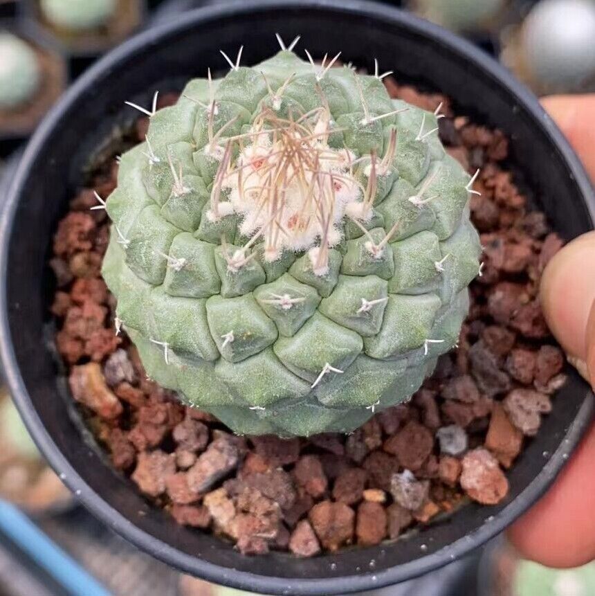 4CM Strombocactus disciformis RareSucculent Plant Boutique Garden gallery