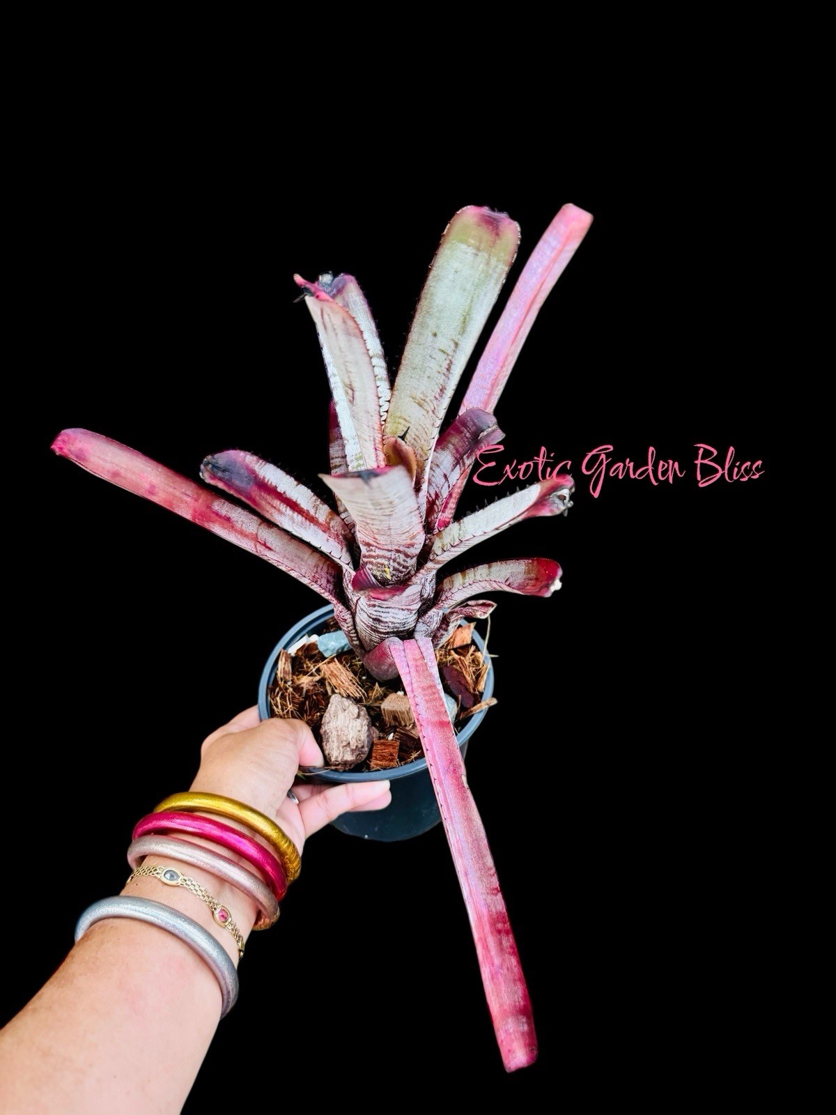 Aechmea ‘Cranberry Frost’ Rare Collector Bromeliad – Pink Frosted Foliage gallery