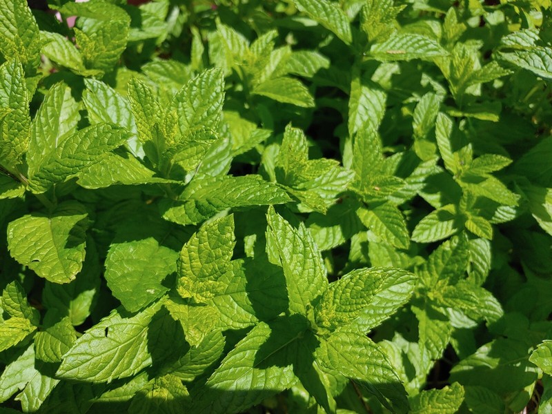 Spearmints, Chocolate Mints Live menthol Mints herb plant seed Peppermints 15 gallery