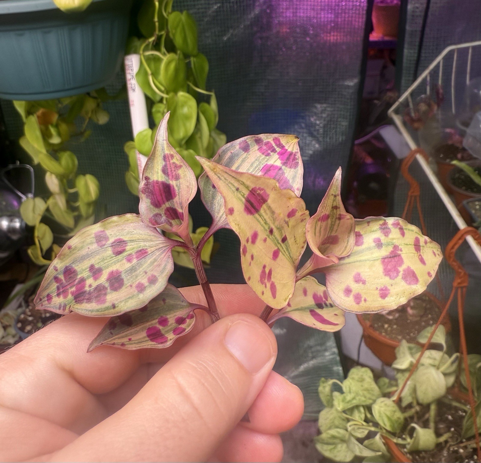 Tradescantia Tinantia Pringlei Variegata, RARE, 2 Cuttings, Fresh Cut gallery