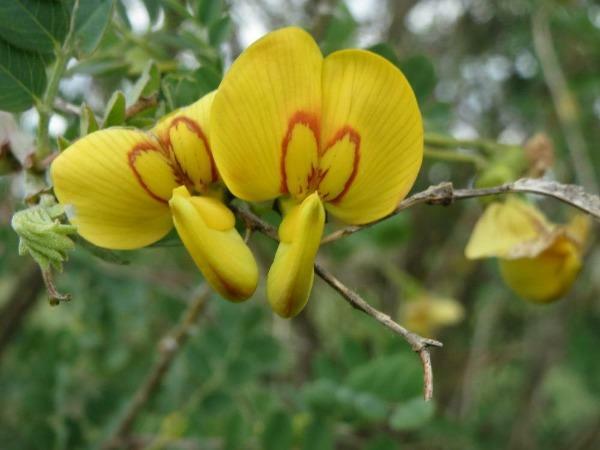 Colutea arborescens | Bladder Senna | Leguminosae | 200 seeds gallery