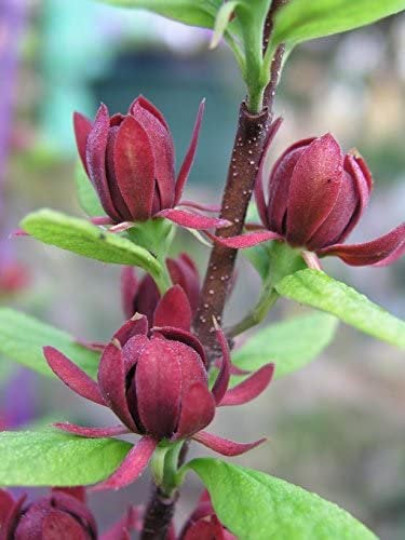 SWEET SHRUB gallery