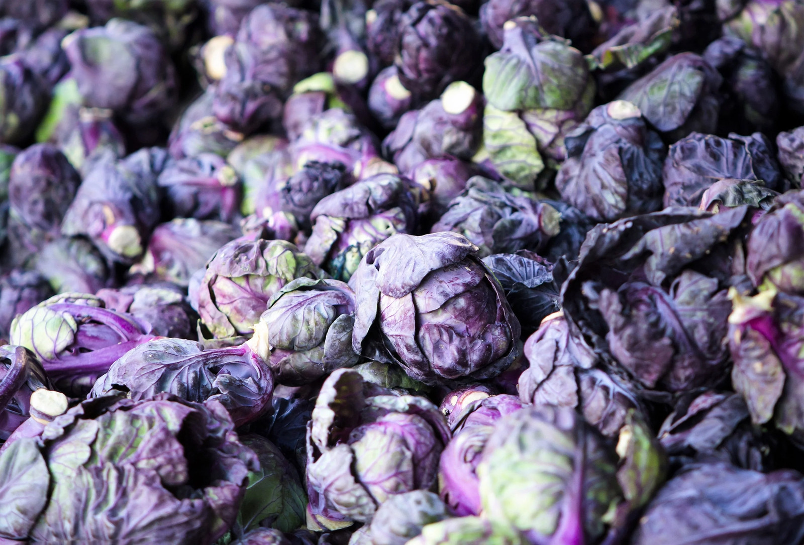 70 RED Ball BRUSSEL SPROUT Brussels Sprouts Brassica Oleracea Vegetable Seeds gallery