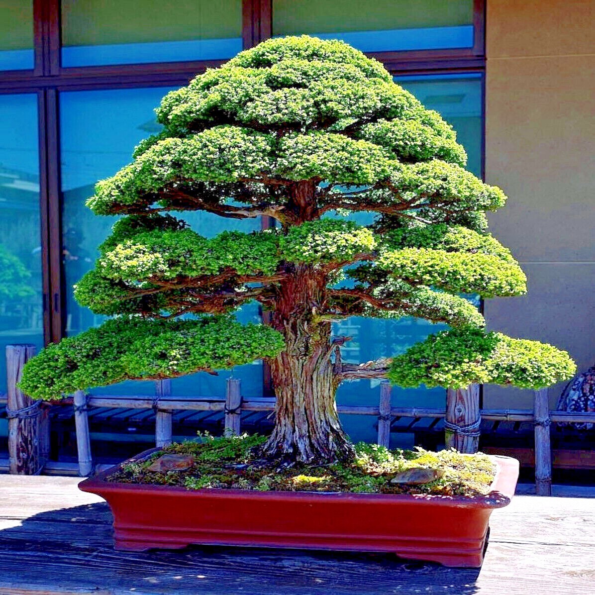 Japanese Red Cedar Tree Seeds (Cryptomeria japonica) Sugi Evergreen or Bonsai gallery