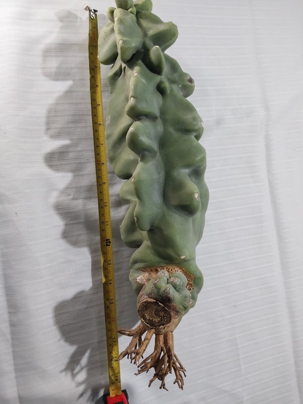 Totem Pole Spineless Cactus Rooted Cutting 17" 3.8 Lbs *EXACT SPECIMEN* gallery