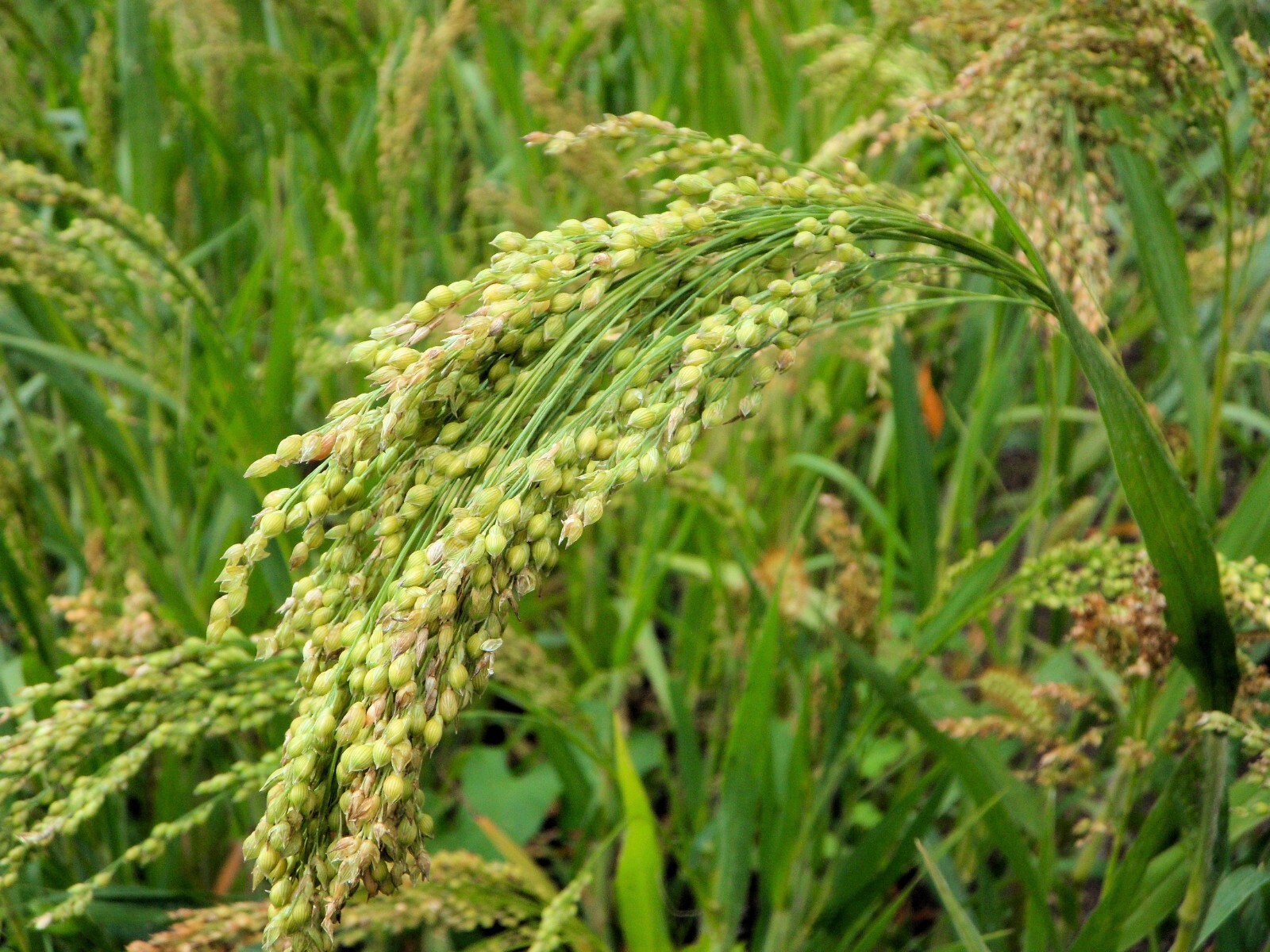 Brown Top Millet Seeds - Fast Growing, Drought Tolerant, Excellent Wildlife Food gallery