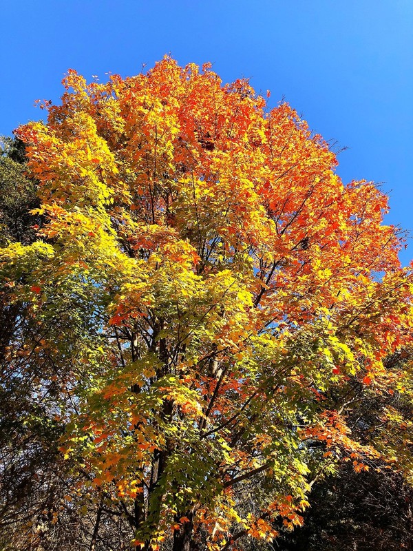 Sugar Maple Tree Seeds - For 2026 Planting Acer Saccharum Sweet Syrup Canadian gallery