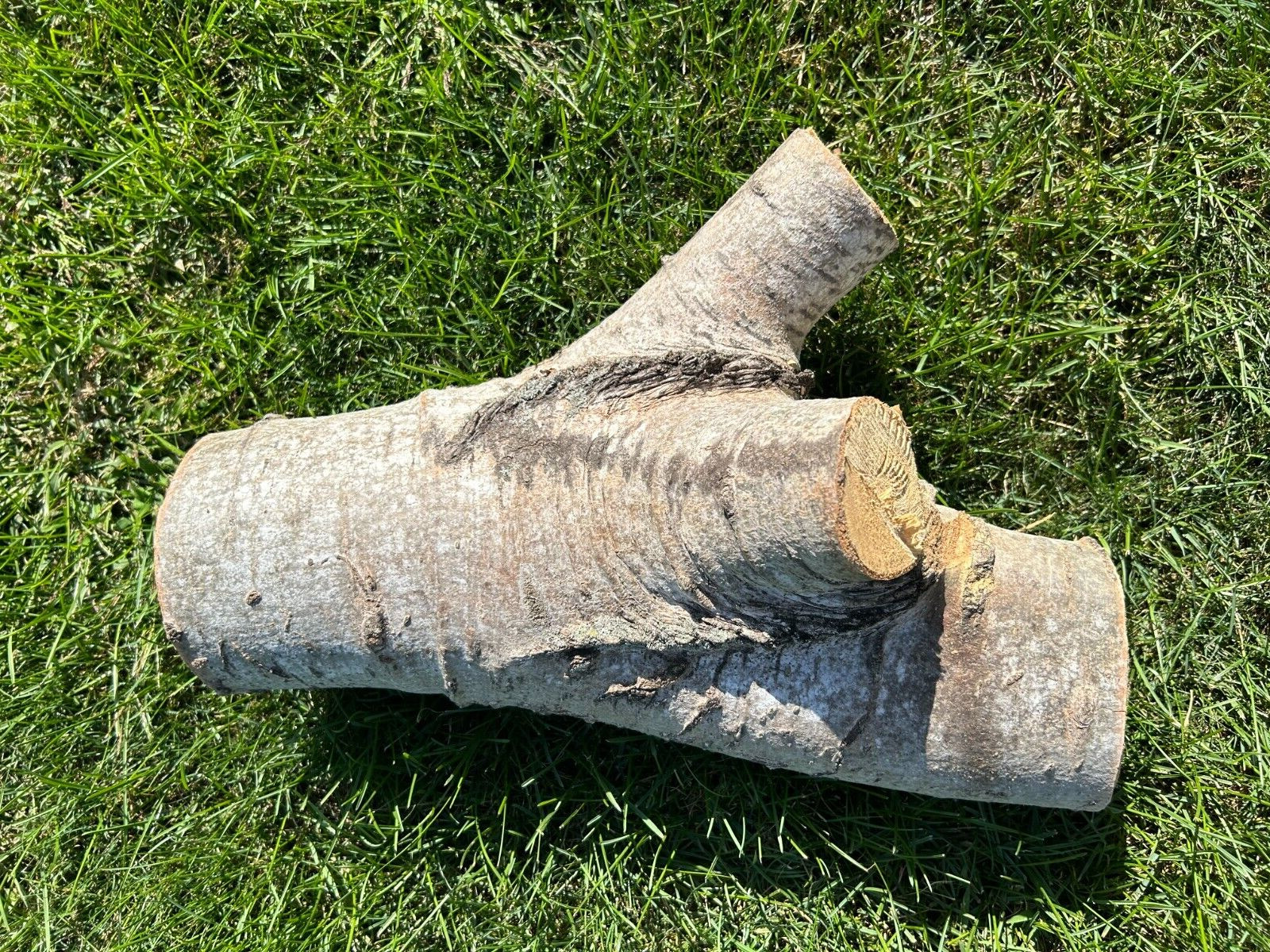 Aspen Log Approximately 16 Inches High with a Base about 5 inches in Diameter gallery
