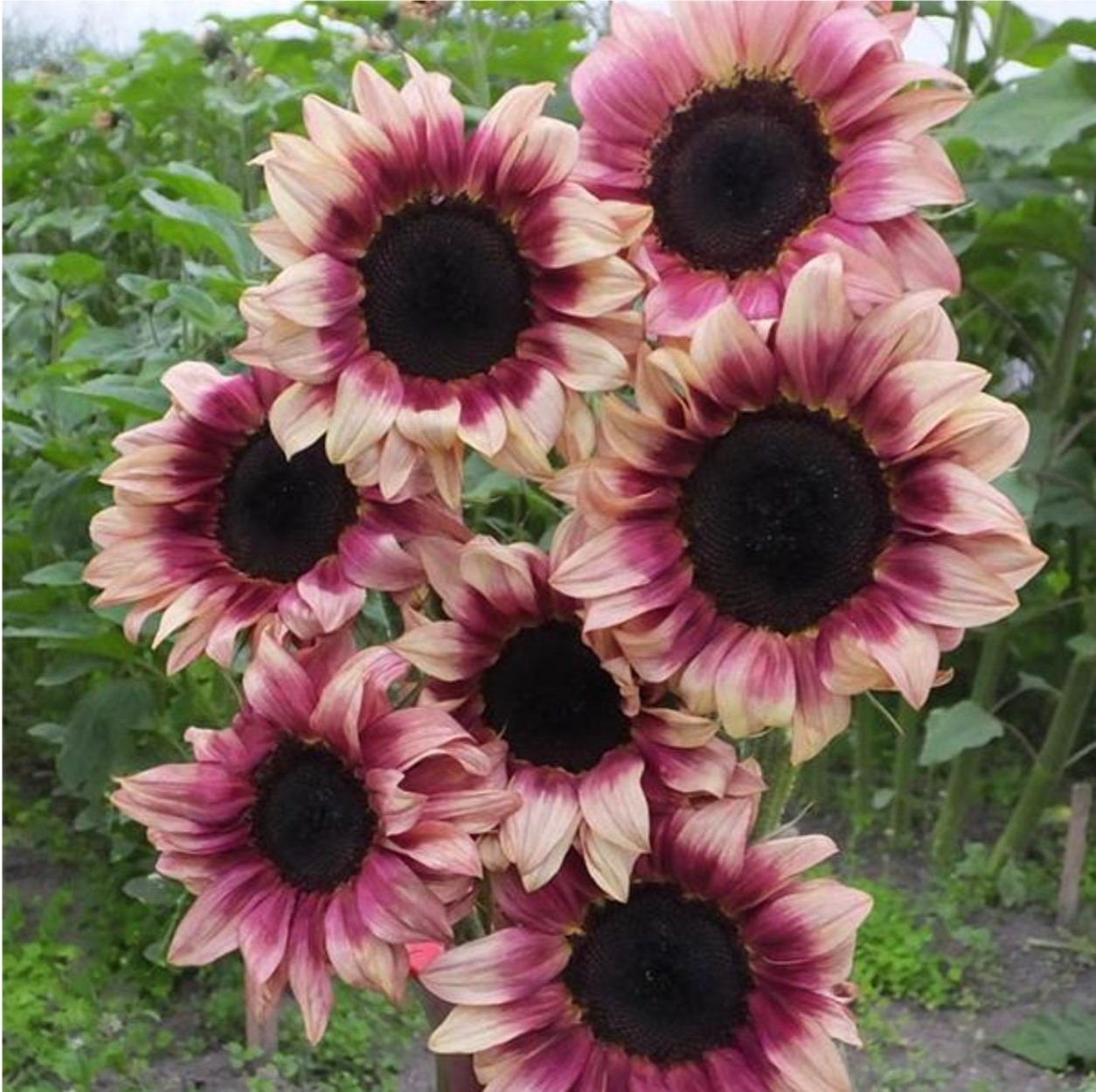 ProCut Plum Sunflower Totally Unique Color 10 Seeds Free Shipping! gallery