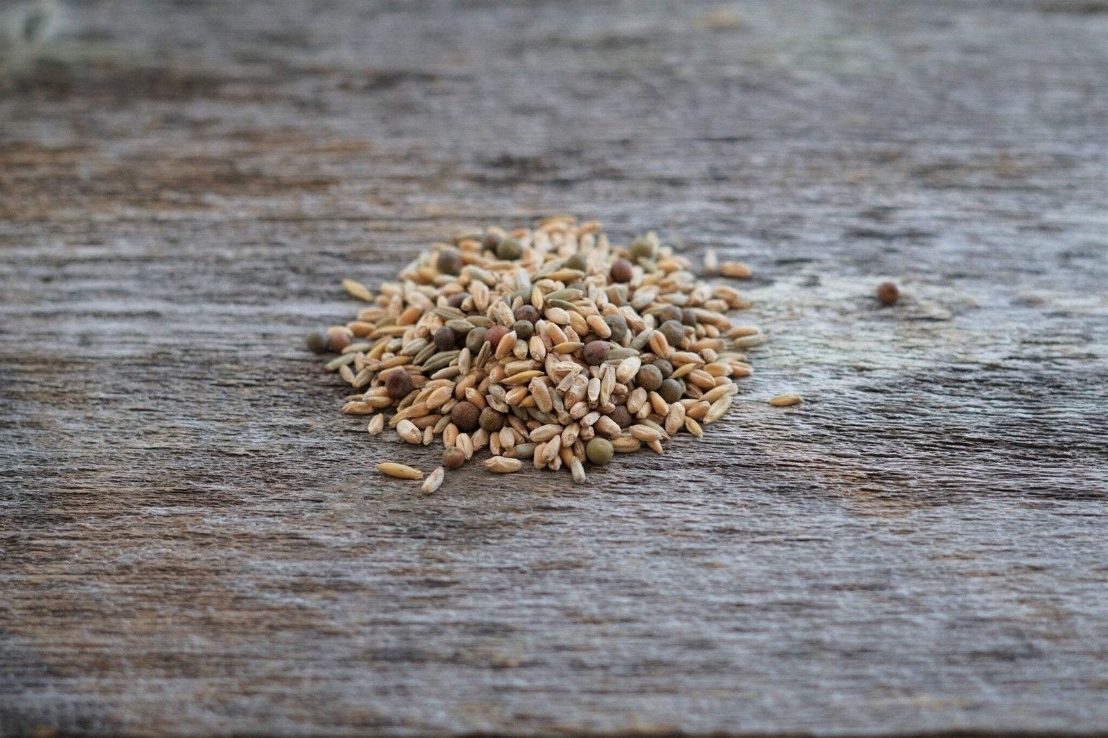 Frosty Forage Food Plot Seed - Rye, Wheat, Triticale, Peas, Oats - 1/8 Acre Bag gallery