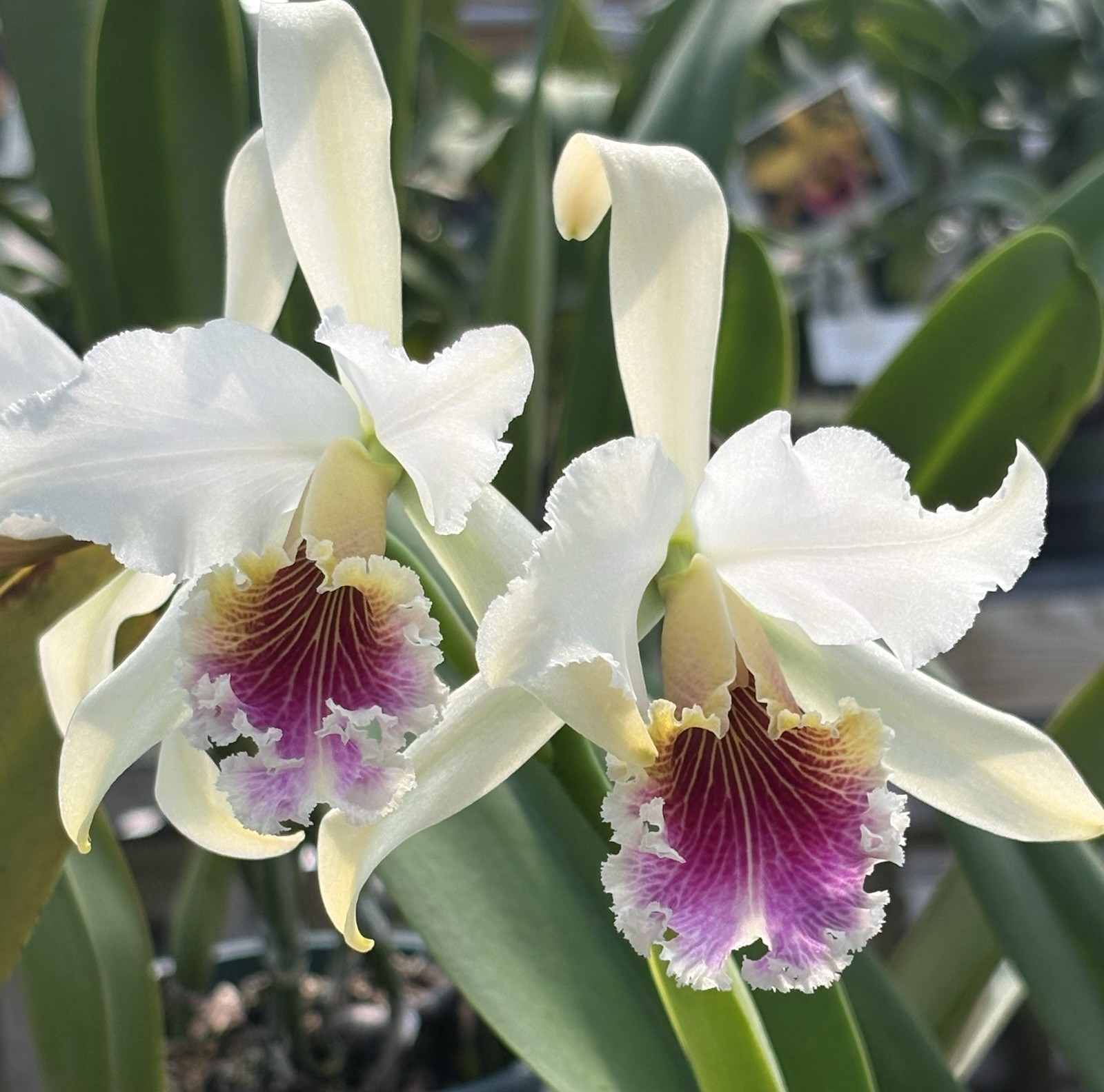 Cattleya rex - Rare Offering - Orchid Species gallery