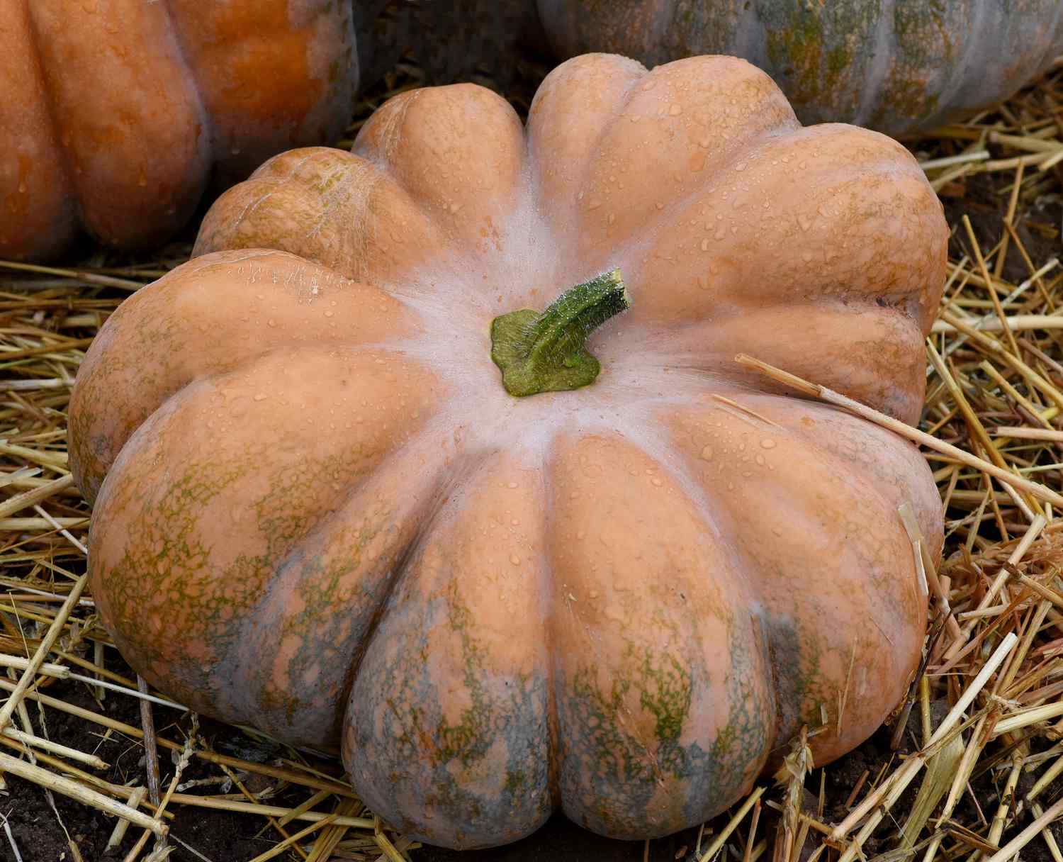 Fairy Tale Pumpkin Seeds, Musque de Provence, NON-GMO, Heirloom, FREE SHIPPING gallery