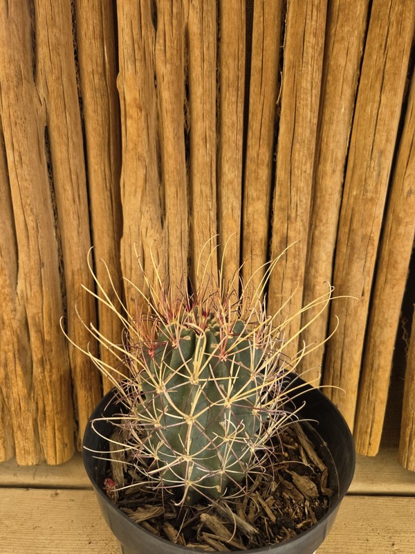 Ancistrocactus uncinatus gallery