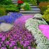Ground Cover Plant Seeds Collection - 31,000+ Mix of pink blue purple gallery