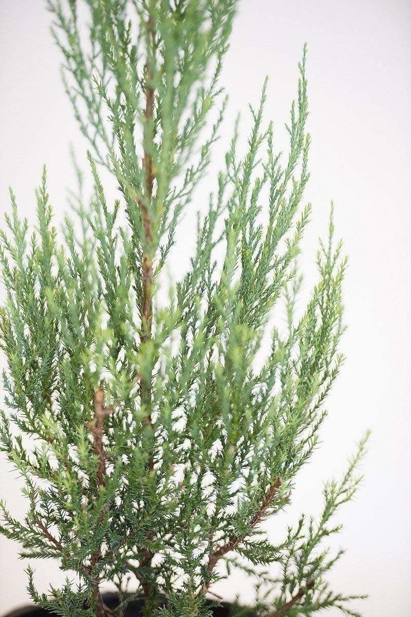 Juniper Burkii - Live Trees - Juniperus Virginiana - Evergreen Screening Red... gallery